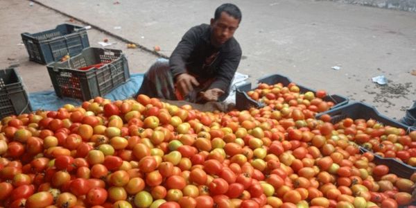 প্রতি কেজি টমেটো মাত্র ৮ টাকা